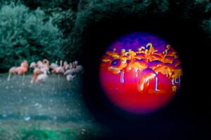 Zvířata v pražské zoo mohou lidé po setmění sledovat termokamerou