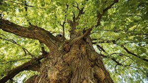 Hlasujte pro Zpívající lípu v rámci soutěže Evropský strom roku 2022￼
