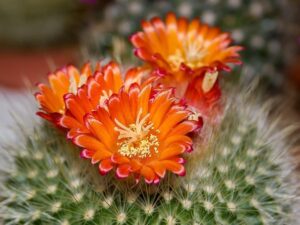 Ekocentrum Podorlicko: Výstava kaktusů a bylinek