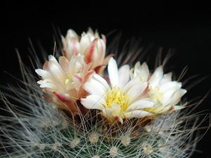 V botanické zahradě v Brně poprvé vykvetl stoletý kaktus, květy má otevřené den