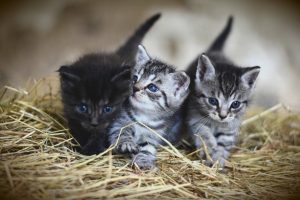 Štěňata a koťata nově smějí do Rakouska jen očkovaná, upozornili veterináři