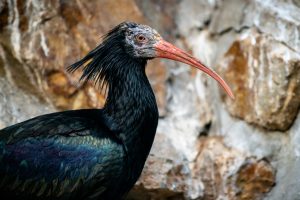 Ostravští ibisi skalní posílí populaci těchto vzácných ptáků ve Španělsku