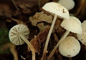 Nový druh houby z ostrova Madeira dostal název po Járovi Cimrmanovi