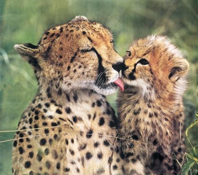 V ústecké zoologické zahradě se narodila koťata gepardů štíhlých