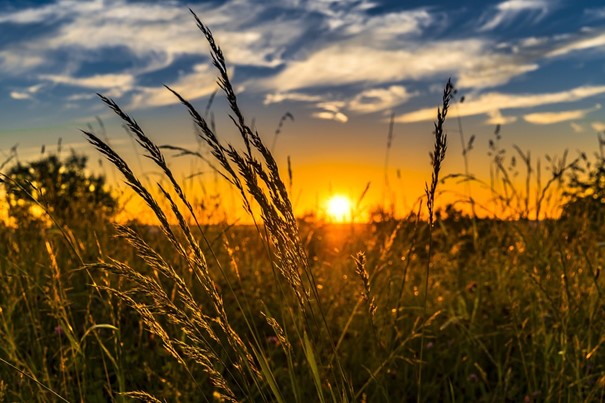 Nový biostimulátor vyvinutý českými vědci snižuje spotřebu hnojiv v zemědělství