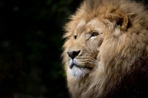 V olomoucké zoo vystaví kostru lva, který měl rekordní počet potomků