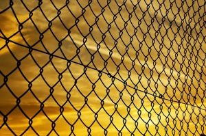 Ochránci začali na Pálavě odstraňovat nelegální ploty, může jít skoro o 100 km