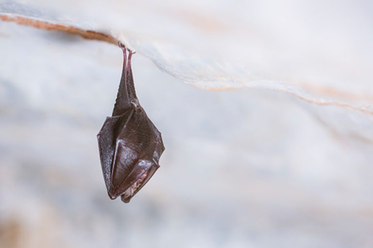 Kvůli ochraně netopýrů byla na zimu uzavřena jeskyně Postojna v Českém ráji