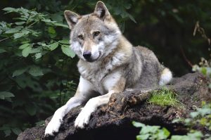 Na Broumovsku se letos narodilo přes 20 vlčat, populace vlků je stabilní
