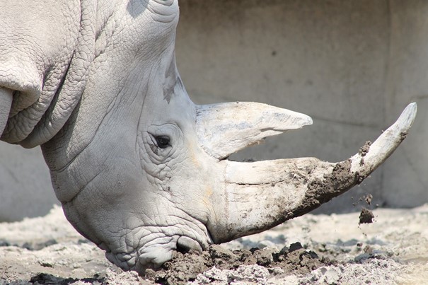 Vědci vytvořili prvotní zárodečné buňky z ohroženého severního bílého nosorožce