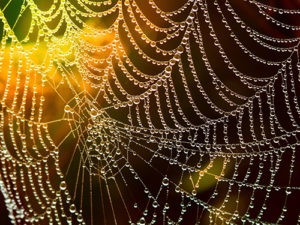 Pavučina nejen pro pavouky – ale i pro střediska ekologické výchovy!