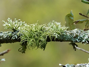 Nový Atlas českých lišejníků může pomoci k efektivnější ochraně přírody