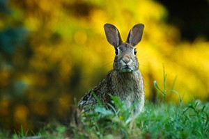 Vysílená zvířata přijímáme, zajíčky nesbírejte, slepé srnky, bohužel, nezachráníme