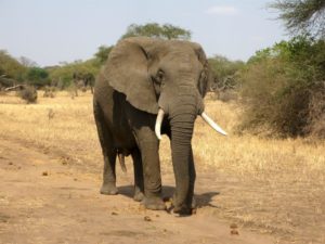 Vědci počítají populaci afrických slonů díky snímkům z družice