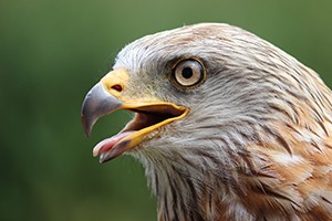 V českém středohoří začalo období hnízdění ohrožených sokolů