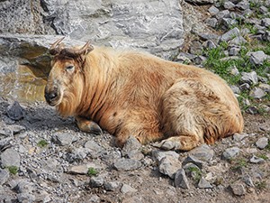 Dva takiny čínské liberecká zoo poslala do Indonésie