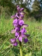 Ochránci přírody zachraňují poslední orchideje na hoře Vladař