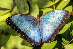 Výstava v botanické zahradě v Troji představí jedovaté druhy motýlů