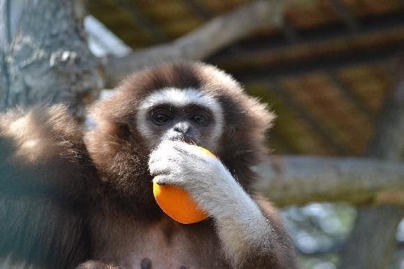 V hodonínské zoo se narodilo mládě opice gibona lara