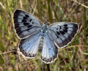 Entomologové dělají na Vsetínsku výzkum výskytu Modráska Černoskvrnného