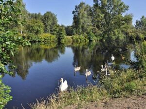 Pardubice chystají odbahnění jezera Čičák v příštím roce