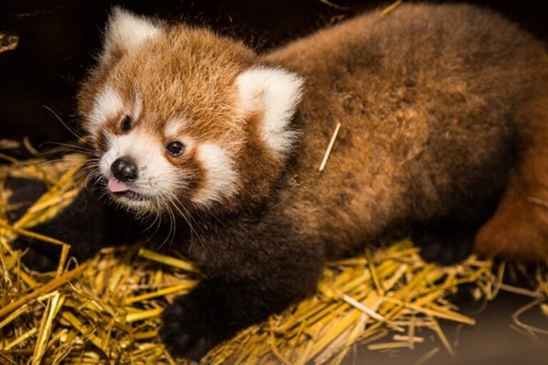 Pandí dvojčata z pražské zoo jsou samec a samička