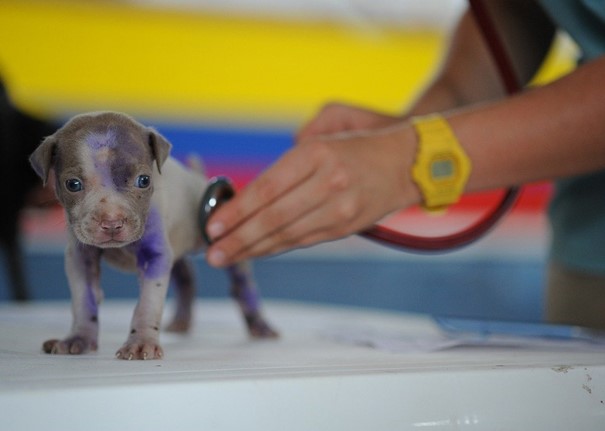 Magistrát hledá veterináře pro útulky v pražské Troji a Dolních Měcholupech