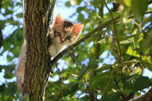 Vědkyně podala nemocnému kotěti hormon k léčbě lidí, zvíře se uzdravilo