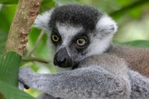 V olomoucké zoo se narodilo lemuří mládě, tři měsíce stráví zavěšeno na matce