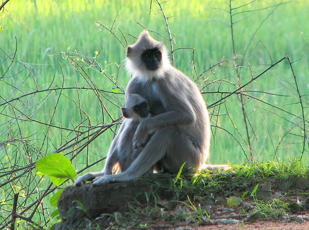 Ostravská zoo pošle do Polska 16 hulmanů posvátných