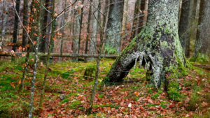 U stezky v Boubíně je 300 kůrovcových souší, mohly by ohrozit turisty