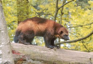 V chomutovském zooparku se prvně podařil odchov mláďat rosomáka sibiřského