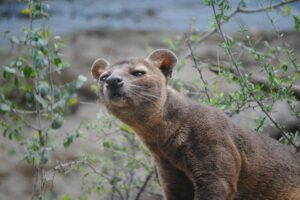 Safari Park Dvůr Králové podruhé rozmnožil cibetky africké, má jich nejvíc na světě