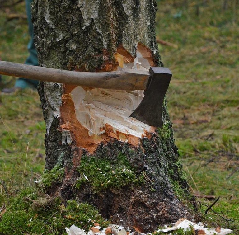 Kraj omezil kácení v Krušnohoří, Greenpeace žádá ještě přísnější postup