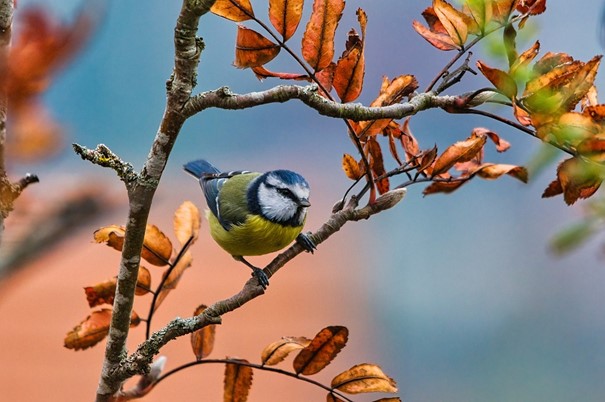 Lidé mohou na Českobudějovicku využívat novou pozorovací věž v ptačí oblasti